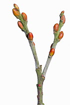 Goat willow (Salix caprea) buds in winter against white background, UK