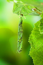 Cone-shaped shelter on Hazel leaf caused by Birch Leaf-roller beetle larva (Deporaus betulae) Sussex, UK, June