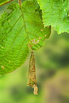 Cone-shaped shelter on Hazel leaf caused by Birch Leaf-roller beetle larva (Deporaus betulae) Sussex, UK, June