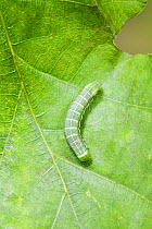 Caterpillar larva of Clouded drab moth (Orthosia incerta) on Oak leaf, Sussex, UK, June