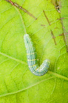 Caterpillar larva of Winter Moth (Operophtera brumata) on Oak leaf, Sussex, UK, June