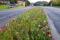 Wildflowers (including poppies and cornflowers) planted in central reservation / road verge, Brighton, Sussex, UK, June 2010