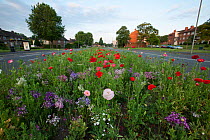Wildflowers, including poppies and cornflowers, planted in central reservation / road verge, Brighton, Sussex, UK, June 2010