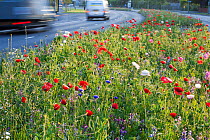 Wildflowers, including poppies and cornflowers, planted in central reservation / road verge, Brighton, Sussex, UK, June 2010