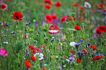 Wildflowers,(ncluding poppies and cornflowers, planted in central reservation / road verge, Brighton, Sussex, UK, June 2010