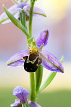 Bee Orchid (Ophrys apifera) flowers, Sussex, UK, June