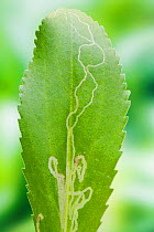 Leaf mines on (Leucanthemum sp) leaf caused by the larvae of some lepidoptera species, probably a bucculatricid leaf-miner, UK, July