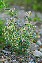 Small Toadflax (Chaenorhinum minus) a plant found on  arable land, Sussex, UK, July