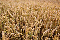 Ripe Common wheat (Triticum aestivum) in field, Sussex, UK, July
