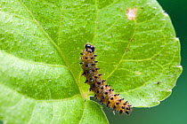 Caterpillar larva of Small Pearl-bordered Fritillary butterfly (Clossiana / Boloria selene) on leaf of Common Dog-violet (Viola riviniana), UK, July