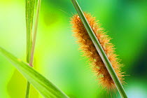 Caterpillar larva of Muslin Moth (Diaphora mendica) on Couch grass, Sussex, UK, July