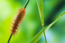 Caterpillar larva of Muslin Moth (Diaphora mendica) on Couch grass, Sussex, UK, July