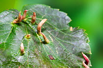 Lime nail / bugle galls on Lime leaf caused by Gall mite (Eriophyes tiliae) Sussex, UK, July