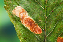 Horse Chestnut Leaf-miner mines on Horse chestnut leaf caused by larvae of (Cameraria ohridella) Sussex, UK, July