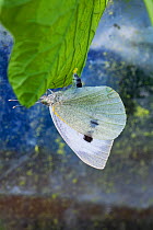 Large White / Cabbage butterfly (Pieris brassicae) laying eggs on Nasturtium leaf, UK, August