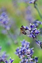 Honeybee (Apis mellifera) collecting nectar from Lavander flower (Lavandula sp), UK, August