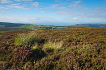 Heathland looking out towards the Bristol Channel, Dunkery and Horner Woods NNR, Exmoor NP, Somerset, UK, August 2010