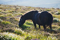 Exmoor Pony grazing on heathland, Dunkery and Horner Woods NNR, Somerset, UK, Exmoor NP, August 2010