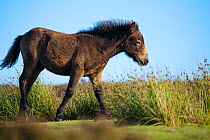 Exmoor Pony (Equus caballus) foal on heathland, Dunkery and Horner Woods NNR, Exmoor NP, Somerset, UK, August 2010