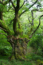 Ancient pollarded oak tree with ferns growing on branches, Horner Wood and Dunkery Beacon NNR, Exmoor NP,  Somerset, UK, August 2010