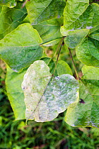 Mildew on Indian bean tree (Catalpa bignonioides) Mildew is caused by either Erysiphe catalpae or Erysiphe elevata (syn. Microsphaera elevata) Both mildews were previously known in the USA, but have...