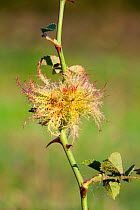 Robin's Pincushion / Bedeguar Gall on rose, caused by the tiny Gall wasp (Diplolepis rosae) Levin Down Nature Reserve, Sussex, UK, August