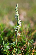 Autumn Lady's Tresses orchid (Spiranthes spiralis) Levin Down Nature Reserve, Sussex, UK, August