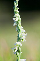 Autumn Lady's Tresses orchid (Spiranthes spiralis) Levin Down Nature Reserve, Sussex, UK, August