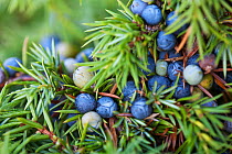 Common Juniper berries (Juniperus communis) Levin Down Nature Reserve, Sussex, UK, August