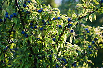 Blackthorn / Sloe fruit (Prunus spinosa) Levin Down Nature Reserve, Sussex, UK, August