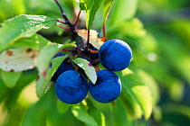 Blackthorn / Sloe fruit (Prunus spinosa) Levin Down Nature Reserve, Sussex, UK, August