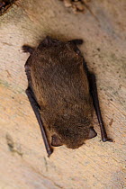 Soprano / Brown Pipistrelle bat 55khz (Pipistrellus pygmaeus) roosting, Captive, UK