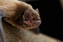 Leisler's bat (Nyctalus leisleri) Captive, UK