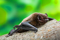 Leisler's bat (Nyctalus leisleri) climbing along branch, Captive, UK