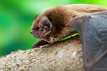 Leisler's bat (Nyctalus leisleri) climbing along branch, Captive, UK
