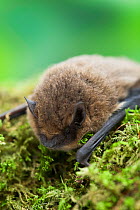 Common Pipistrelle bat, 45khz (Pipistrellus pipistrellus) Captive, UK