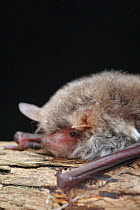 Natterer's bat (Myotis nattereri) Captive, UK