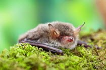 Natterer's bat (Myotis nattereri) Captive, UK