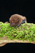 Soprano Pipistrelle bat, 55khz (Pipistrellus pygmaeus) Captive, UK