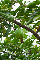 Calabash / Kamandal fruit (Crescentia cujete) Fruit crop grown for use as a container - used to carry water and other liquids. Also medicinal plant naturalised in India, New Delhi, India, November
