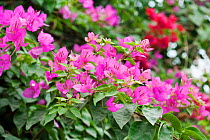 Bougainvillea flowers (Bougainvillea sp) New Delhi, India, November