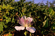 Flower of the Caper bush (Capparis spinosa) Alicante, Spain