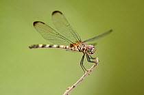 Black Setwing Dragonfly (Dythemis nigrescens) female perching. Travis County, Texas, USA, June.