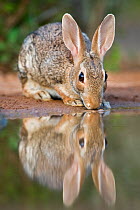 Desert Cottontail Rabbit (Sylvilagus audubonii) drinking from a pond. Rio Grande Valley, Texas, USA, June.