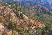 Tourists on horseback begin the descent into Bryce Canyon. Bryce Canyon National Park, Utah, USA, August.