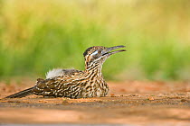 Greater Roadrunner (Geococcyx californianus) resting on the ground. Rio Grande Valley, Texas, USA, April.
