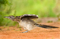 Greater Roadrunner (Geococcyx californianus) stretching its wings. Rio Grande Valley, Texas, USA, April.
