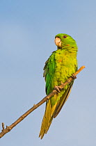 Green Parakeet (Aratinga holochlora) perching. Laredo Webb County, Texas, USA, May.
