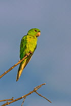 Green Parakeet (Aratinga holochlora) perching. Laredo Webb County, Texas, USA, May.