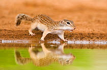 Mexican Ground Squirrel (Spermophilus mexicanus) by water. Rio Grande Valley, Texas USA, June.